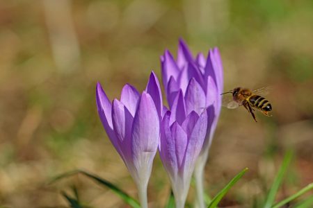 crocus-4033371_1920 crocus-4033371_1920