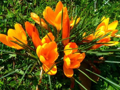 crocus-6131_1920 crocus-6131_1920